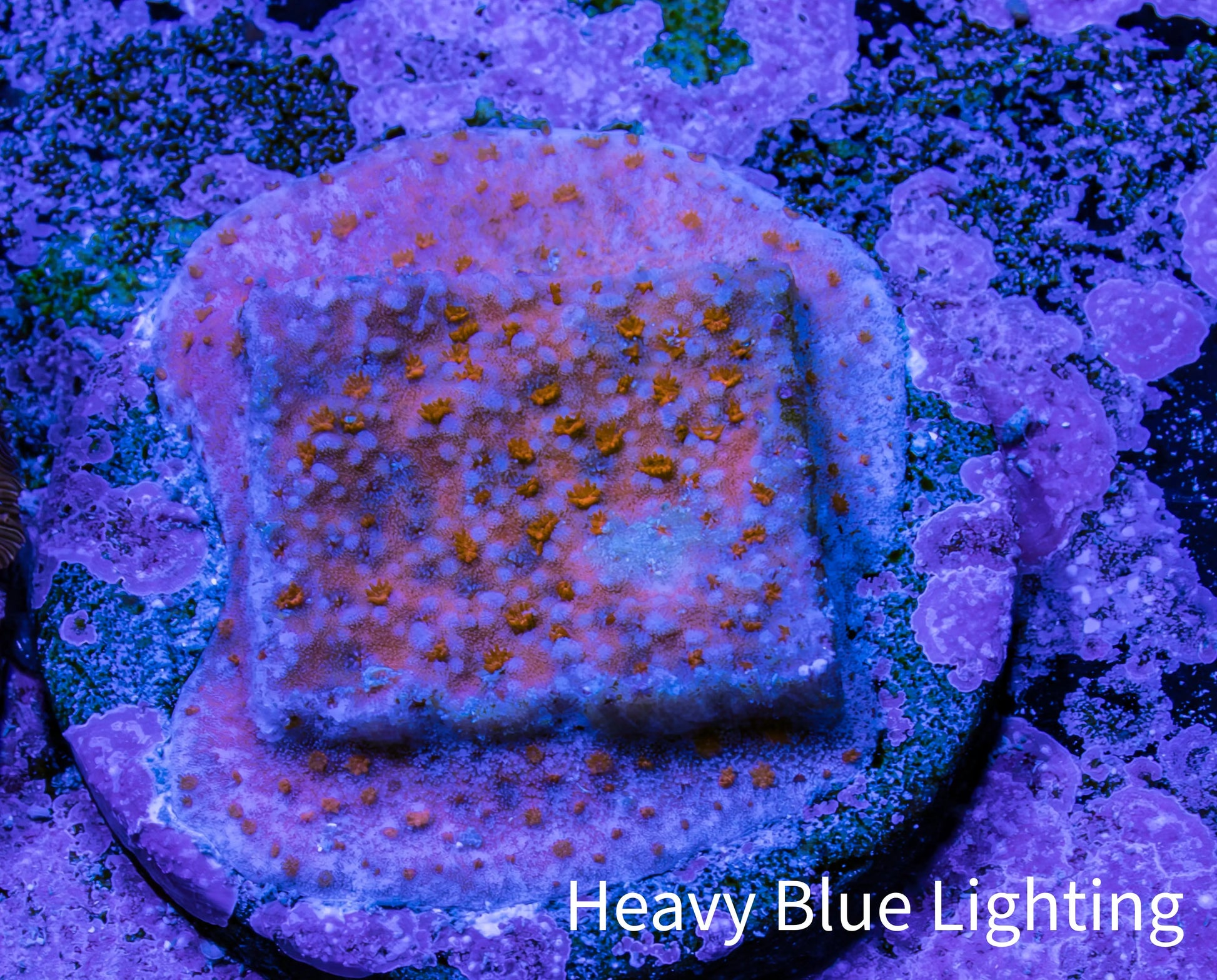 Superman Montipora WYSIWYG Frag Superman Montipora WYSIWYG Frag SPS Superman Montipora WYSIWYG Frag Zeo Box Reef