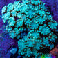 Teal Alveopora Cluster Coral WYSIWYG 3cm Teal Alveopora Cluster Coral WYSIWYG 3cm LPS Teal Alveopora Cluster Coral WYSIWYG 3cm Zeo Box Reef