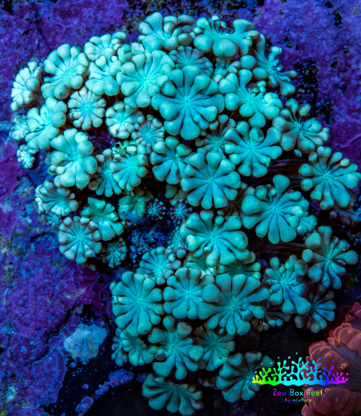 Teal Alveopora Cluster Coral WYSIWYG 3cm Teal Alveopora Cluster Coral WYSIWYG 3cm LPS Teal Alveopora Cluster Coral WYSIWYG 3cm Zeo Box Reef