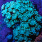 Teal Alveopora Cluster Coral WYSIWYG 3cm Teal Alveopora Cluster Coral WYSIWYG 3cm LPS Teal Alveopora Cluster Coral WYSIWYG 3cm Zeo Box Reef