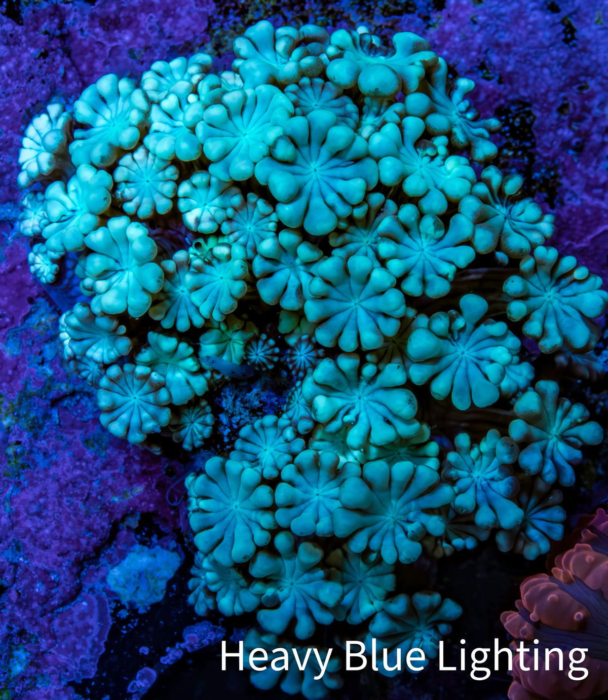 Teal Alveopora Cluster Coral WYSIWYG 3cm Teal Alveopora Cluster Coral WYSIWYG 3cm LPS Teal Alveopora Cluster Coral WYSIWYG 3cm Zeo Box Reef