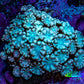Teal Alveopora Frag WYSIWYG Teal Alveopora Frag WYSIWYG LPS Teal Alveopora Frag WYSIWYG Zeo Box Reef