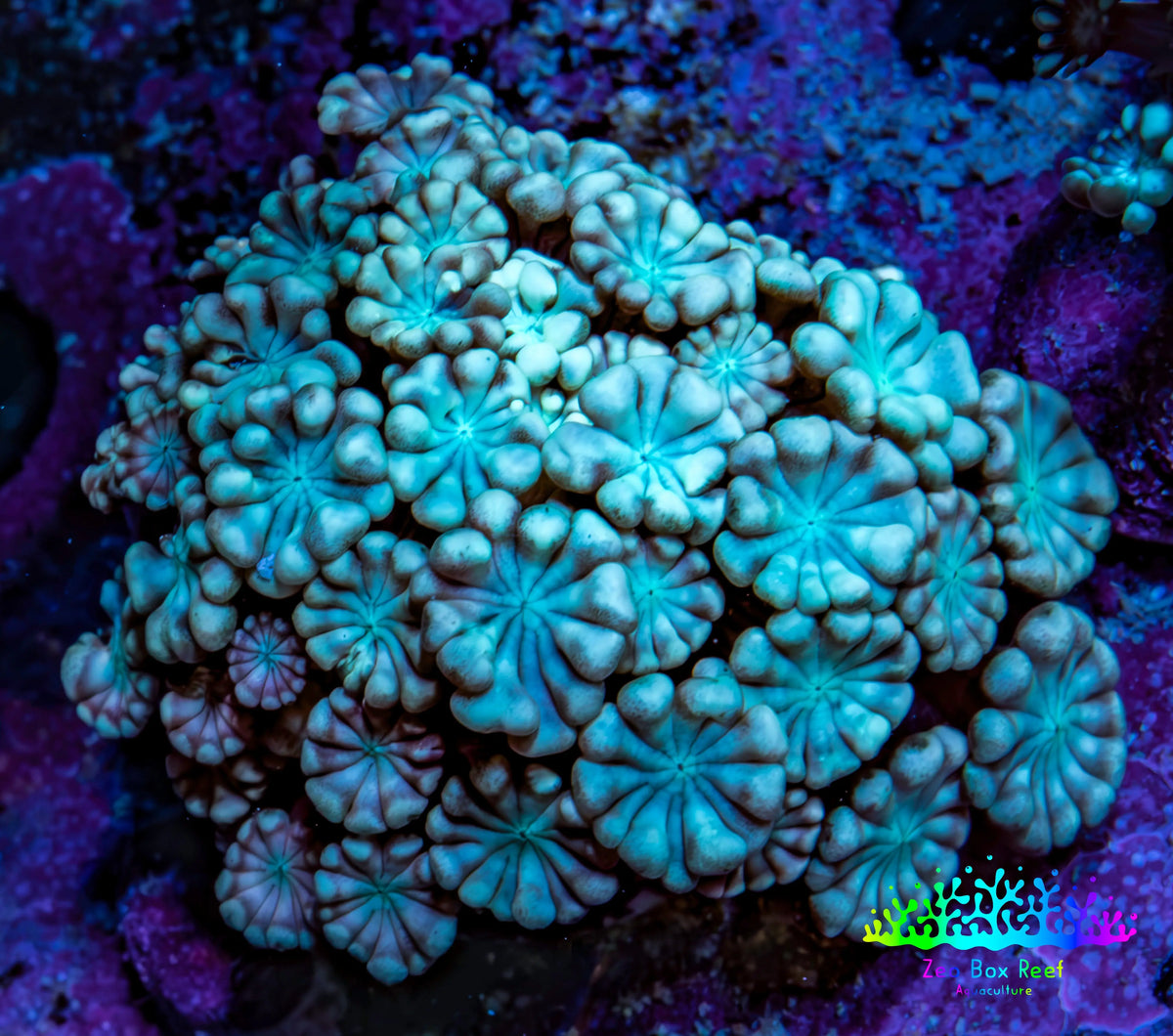 Teal Alveopora Frag WYSIWYG Teal Alveopora Frag WYSIWYG LPS Teal Alveopora Frag WYSIWYG Zeo Box Reef