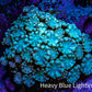 Teal Alveopora Frag WYSIWYG Teal Alveopora Frag WYSIWYG LPS Teal Alveopora Frag WYSIWYG Zeo Box Reef