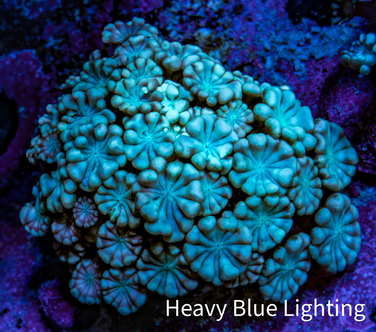 Teal Alveopora Frag WYSIWYG Teal Alveopora Frag WYSIWYG LPS Teal Alveopora Frag WYSIWYG Zeo Box Reef