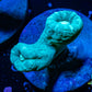 Teal Candy Cane Coral frag Teal Candy Cane Coral frag LPS Teal Candy Cane Coral frag Zeo Box Reef