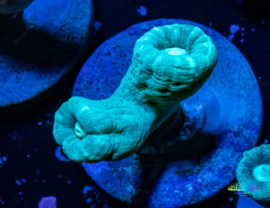 Teal Candy Cane Coral frag Teal Candy Cane Coral frag LPS Teal Candy Cane Coral frag Zeo Box Reef