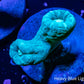 Teal Candy Cane Coral frag Teal Candy Cane Coral frag LPS Teal Candy Cane Coral frag Zeo Box Reef