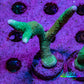Teal Montipora Digitata Frag, WYSIWYG Teal Montipora Digitata Frag, WYSIWYG SPS Teal Montipora Digitata Frag, WYSIWYG Zeo Box Reef
