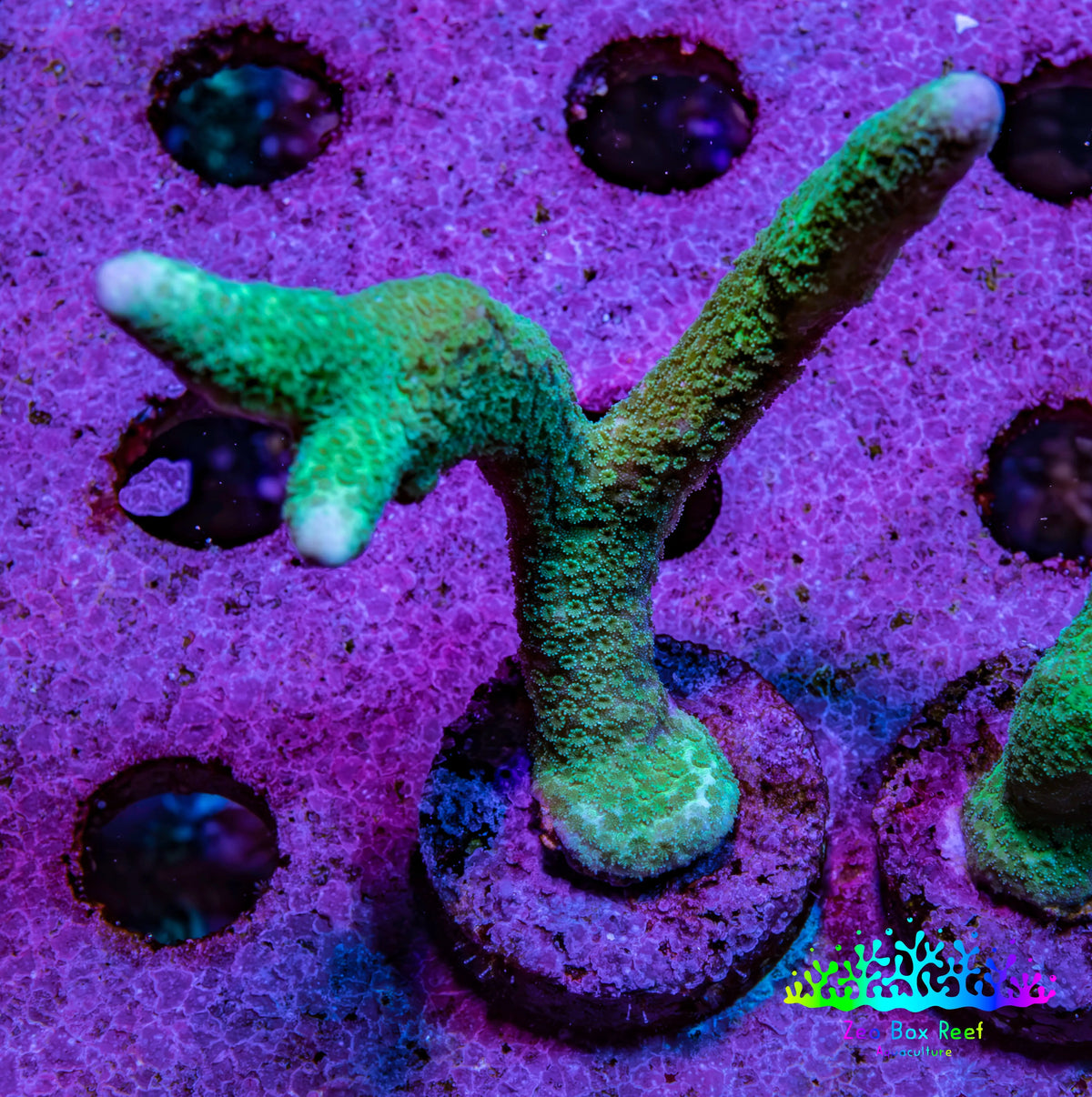 Teal Montipora Digitata Frag, WYSIWYG Teal Montipora Digitata Frag, WYSIWYG SPS Teal Montipora Digitata Frag, WYSIWYG Zeo Box Reef