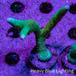 Teal Montipora Digitata Frag, WYSIWYG Teal Montipora Digitata Frag, WYSIWYG SPS Teal Montipora Digitata Frag, WYSIWYG Zeo Box Reef