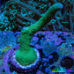 Teal Montipora Digitata Frag, WYSIWYG Teal Montipora Digitata Frag, WYSIWYG SPS Teal Montipora Digitata Frag, WYSIWYG Zeo Box Reef