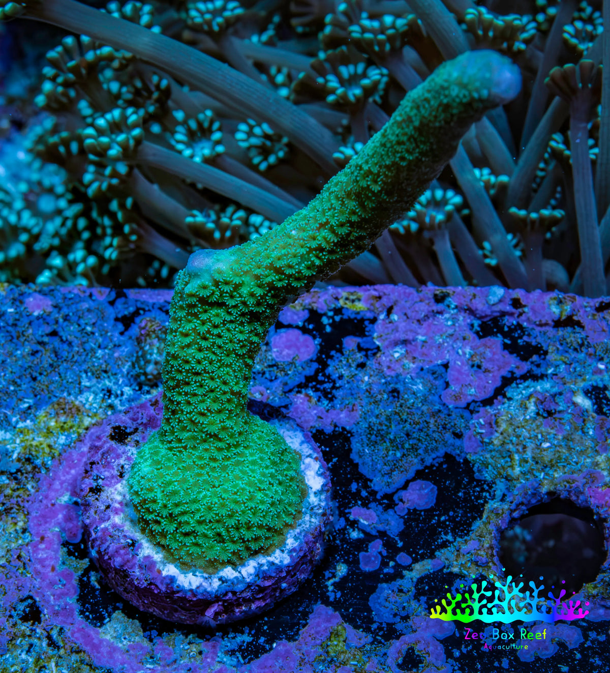 Teal Montipora Digitata Frag, WYSIWYG Teal Montipora Digitata Frag, WYSIWYG SPS Teal Montipora Digitata Frag, WYSIWYG Zeo Box Reef