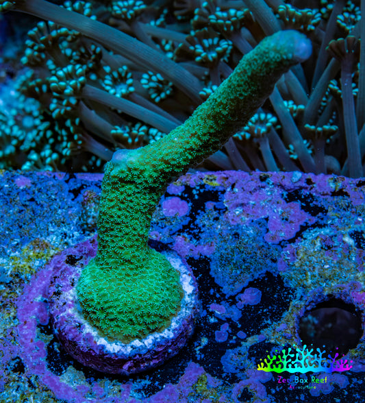 Teal Montipora Digitata Frag, WYSIWYG Teal Montipora Digitata Frag, WYSIWYG SPS Teal Montipora Digitata Frag, WYSIWYG Zeo Box Reef