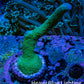 Teal Montipora Digitata Frag, WYSIWYG Teal Montipora Digitata Frag, WYSIWYG SPS Teal Montipora Digitata Frag, WYSIWYG Zeo Box Reef