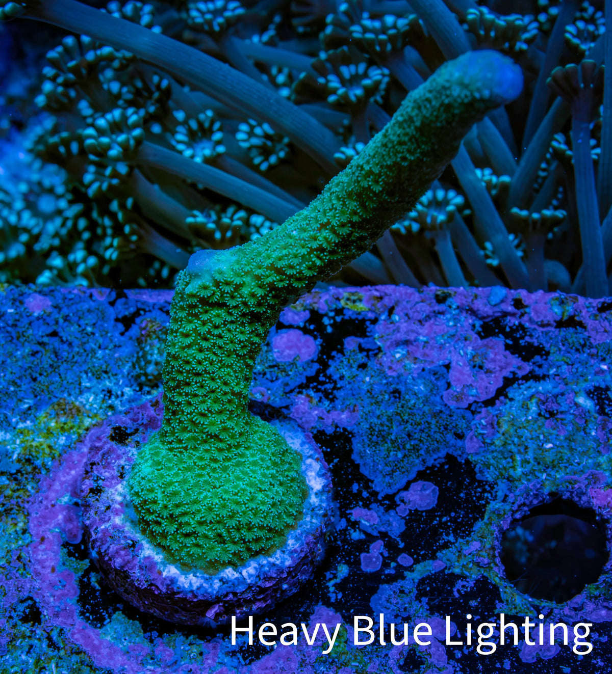 Teal Montipora Digitata Frag, WYSIWYG Teal Montipora Digitata Frag, WYSIWYG SPS Teal Montipora Digitata Frag, WYSIWYG Zeo Box Reef