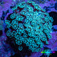 Teal Tip Alveopora Cluster Coral WYSIWYG 3cm Teal Tip Alveopora Cluster Coral WYSIWYG 3cm LPS Teal Tip Alveopora Cluster Coral WYSIWYG 3cm Zeo Box Reef