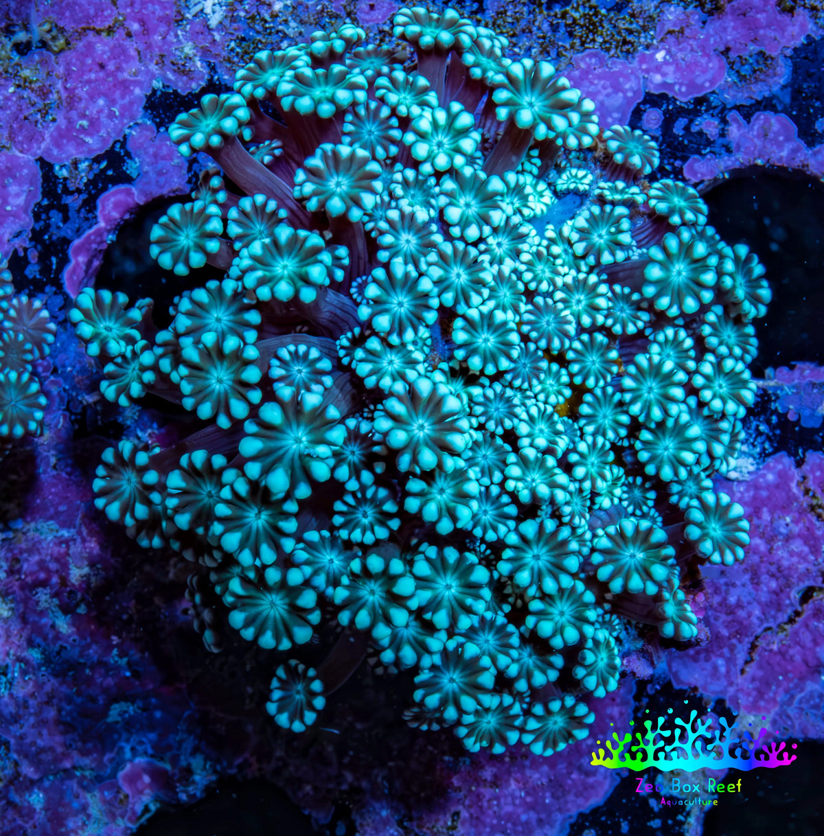 Teal Tip Alveopora Cluster Coral WYSIWYG 3cm Teal Tip Alveopora Cluster Coral WYSIWYG 3cm LPS Teal Tip Alveopora Cluster Coral WYSIWYG 3cm Zeo Box Reef