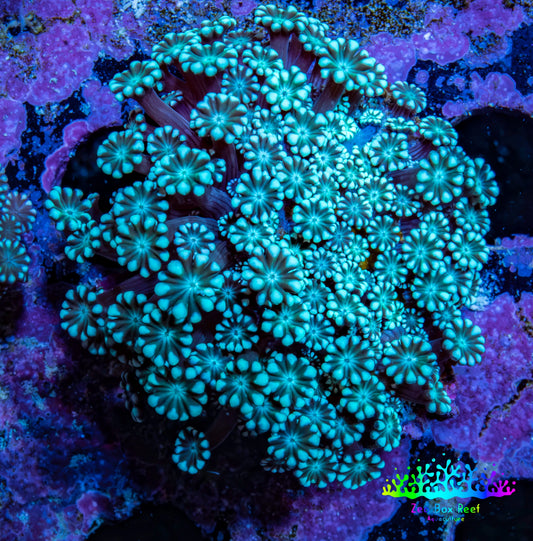 Teal Tip Alveopora Cluster Coral WYSIWYG 3cm Teal Tip Alveopora Cluster Coral WYSIWYG 3cm LPS Teal Tip Alveopora Cluster Coral WYSIWYG 3cm Zeo Box Reef