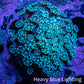 Teal Tip Alveopora Cluster Coral WYSIWYG 3cm Teal Tip Alveopora Cluster Coral WYSIWYG 3cm LPS Teal Tip Alveopora Cluster Coral WYSIWYG 3cm Zeo Box Reef