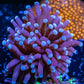 Torch Coral- Blue Tip 5cm WYSIWYG Torch Coral- Blue Tip 5cm WYSIWYG LPS Torch Coral- Blue Tip 5cm WYSIWYG Zeo Box Reef