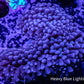 Torch Coral- Pink Tip 5cm WYSIWYG Torch Coral- Pink Tip 5cm WYSIWYG LPS Torch Coral- Pink Tip 5cm WYSIWYG Zeo Box Reef