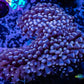 Torch Coral- Pink Tip 5cm WYSIWYG Torch Coral- Pink Tip 5cm WYSIWYG LPS Torch Coral- Pink Tip 5cm WYSIWYG Zeo Box Reef