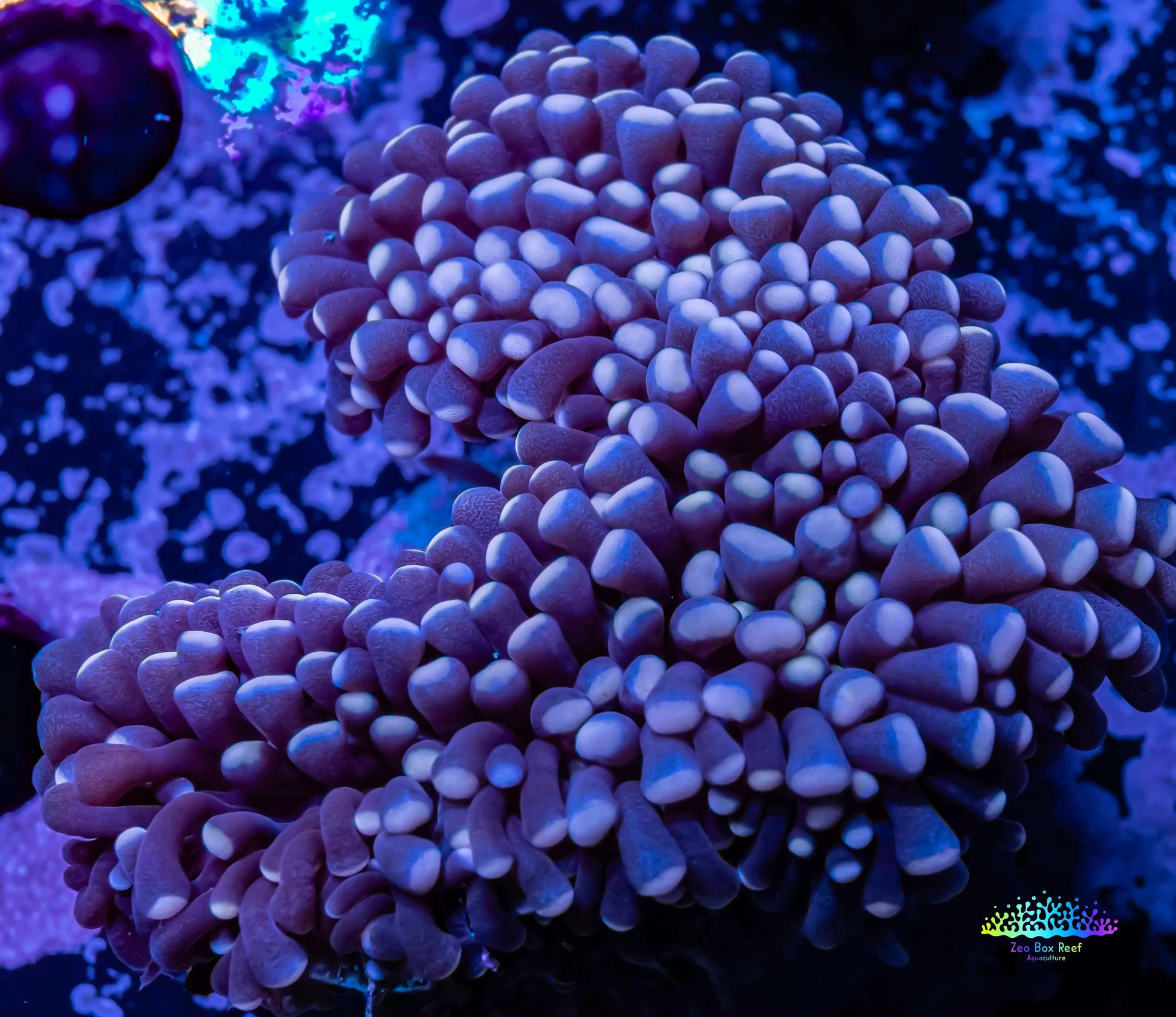 Torch Coral- Pink Tip 5cm WYSIWYG Torch Coral- Pink Tip 5cm WYSIWYG LPS Torch Coral- Pink Tip 5cm WYSIWYG Zeo Box Reef