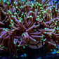Torch Coral 12cm  WYSIWYG A3R2B1 Torch Coral 12cm  WYSIWYG A3R2B1 LPS Torch Coral 12cm  WYSIWYG A3R2B1 Zeo Box Reef