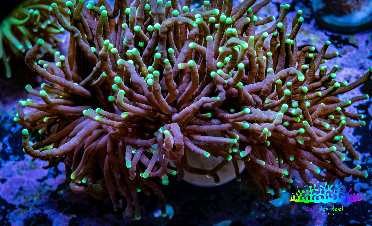 Torch Coral 12cm  WYSIWYG A3R2B1 Torch Coral 12cm  WYSIWYG A3R2B1 LPS Torch Coral 12cm  WYSIWYG A3R2B1 Zeo Box Reef