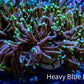 Torch Coral 12cm  WYSIWYG A3R2B1 Torch Coral 12cm  WYSIWYG A3R2B1 LPS Torch Coral 12cm  WYSIWYG A3R2B1 Zeo Box Reef