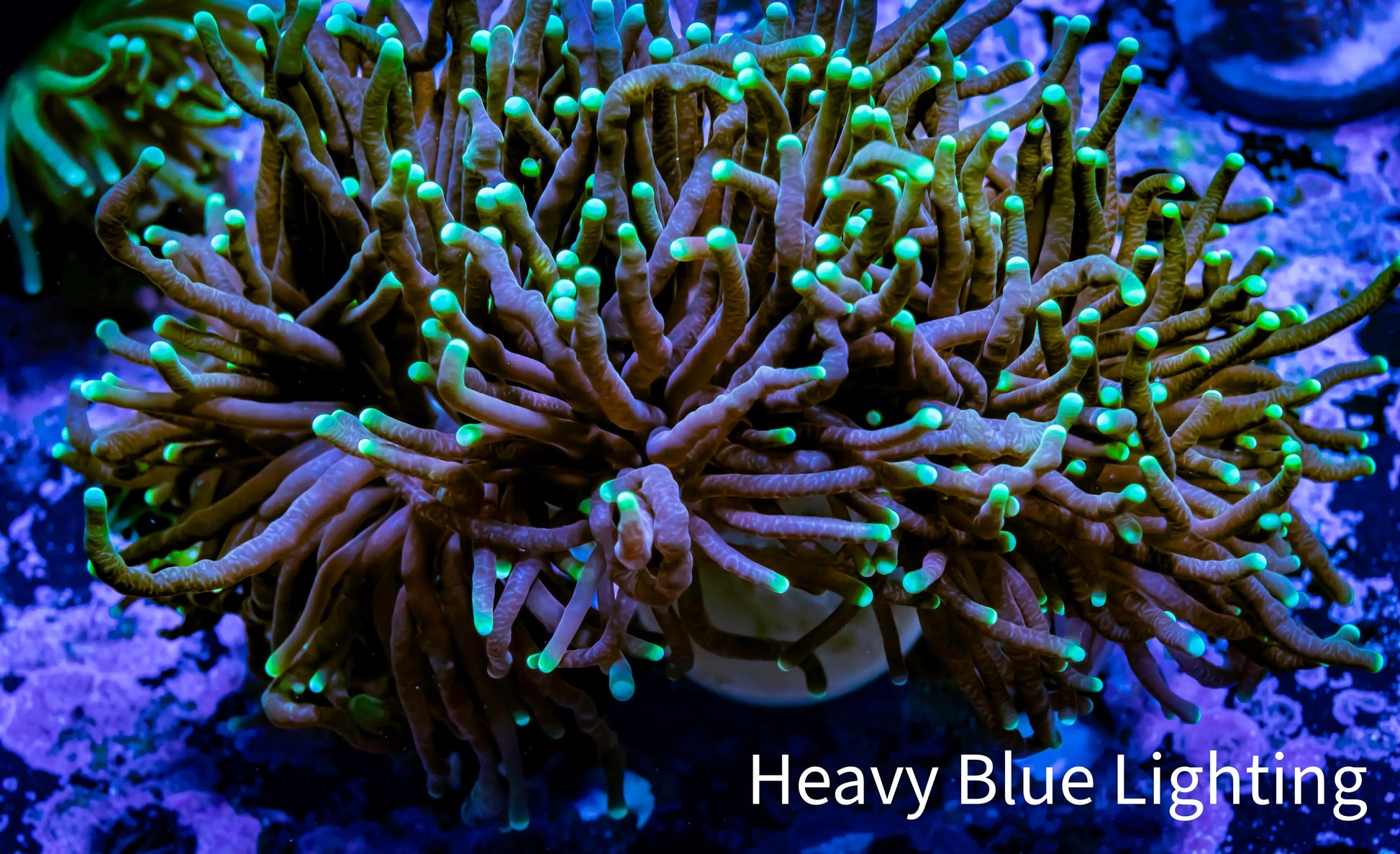 Torch Coral 12cm  WYSIWYG A3R2B1 Torch Coral 12cm  WYSIWYG A3R2B1 LPS Torch Coral 12cm  WYSIWYG A3R2B1 Zeo Box Reef