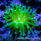 Torch Coral 4cm WYSIWYG B3R2B1 Torch Coral 4cm WYSIWYG B3R2B1 LPS Torch Coral 4cm WYSIWYG B3R2B1 Zeo Box Reef