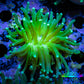 Torch Coral 4cm WYSIWYG B3R2B1 Torch Coral 4cm WYSIWYG B3R2B1 LPS Torch Coral 4cm WYSIWYG B3R2B1 Zeo Box Reef