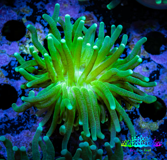 Torch Coral 4cm WYSIWYG B3R2B1 Torch Coral 4cm WYSIWYG B3R2B1 LPS Torch Coral 4cm WYSIWYG B3R2B1 Zeo Box Reef