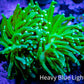 Torch Coral 4cm WYSIWYG C3R2B1 Torch Coral 4cm WYSIWYG C3R2B1 LPS Torch Coral 4cm WYSIWYG C3R2B1 Zeo Box Reef