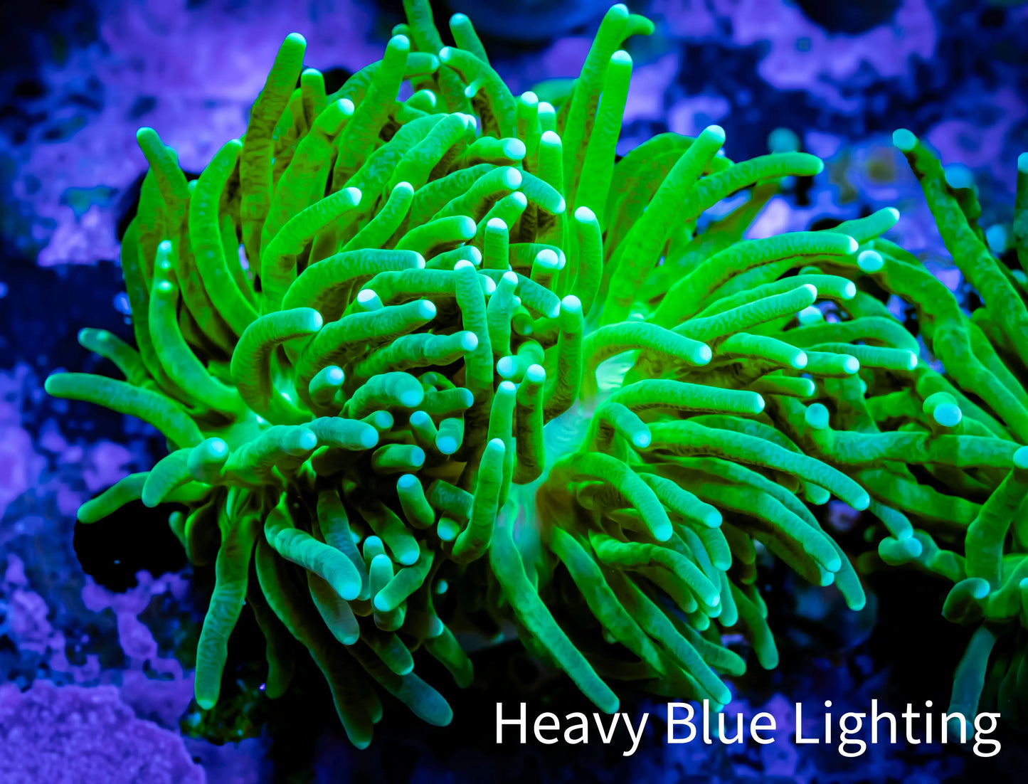 Torch Coral 4cm WYSIWYG C3R2B1 Torch Coral 4cm WYSIWYG C3R2B1 LPS Torch Coral 4cm WYSIWYG C3R2B1 Zeo Box Reef