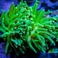 Torch Coral 4cm WYSIWYG C3R2B1 Torch Coral 4cm WYSIWYG C3R2B1 LPS Torch Coral 4cm WYSIWYG C3R2B1 Zeo Box Reef