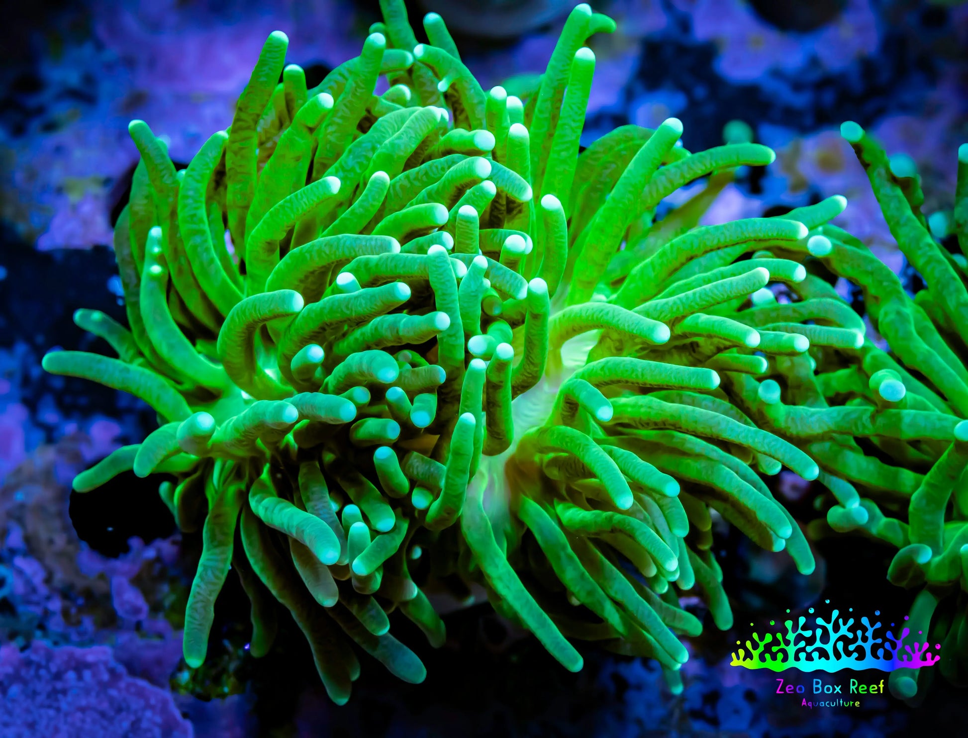 Torch Coral 4cm WYSIWYG C3R2B1 Torch Coral 4cm WYSIWYG C3R2B1 LPS Torch Coral 4cm WYSIWYG C3R2B1 Zeo Box Reef