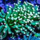 Torch Coral 6cm WYSIWYG B22R1B1 Torch Coral 6cm WYSIWYG B22R1B1 LPS Torch Coral 6cm WYSIWYG B22R1B1 Zeo Box Reef