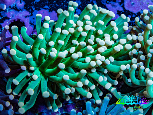Torch Coral 6cm WYSIWYG B22R1B1 Torch Coral 6cm WYSIWYG B22R1B1 LPS Torch Coral 6cm WYSIWYG B22R1B1 Zeo Box Reef