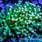 Torch Coral 6cm WYSIWYG B22R1B1 Torch Coral 6cm WYSIWYG B22R1B1 LPS Torch Coral 6cm WYSIWYG B22R1B1 Zeo Box Reef