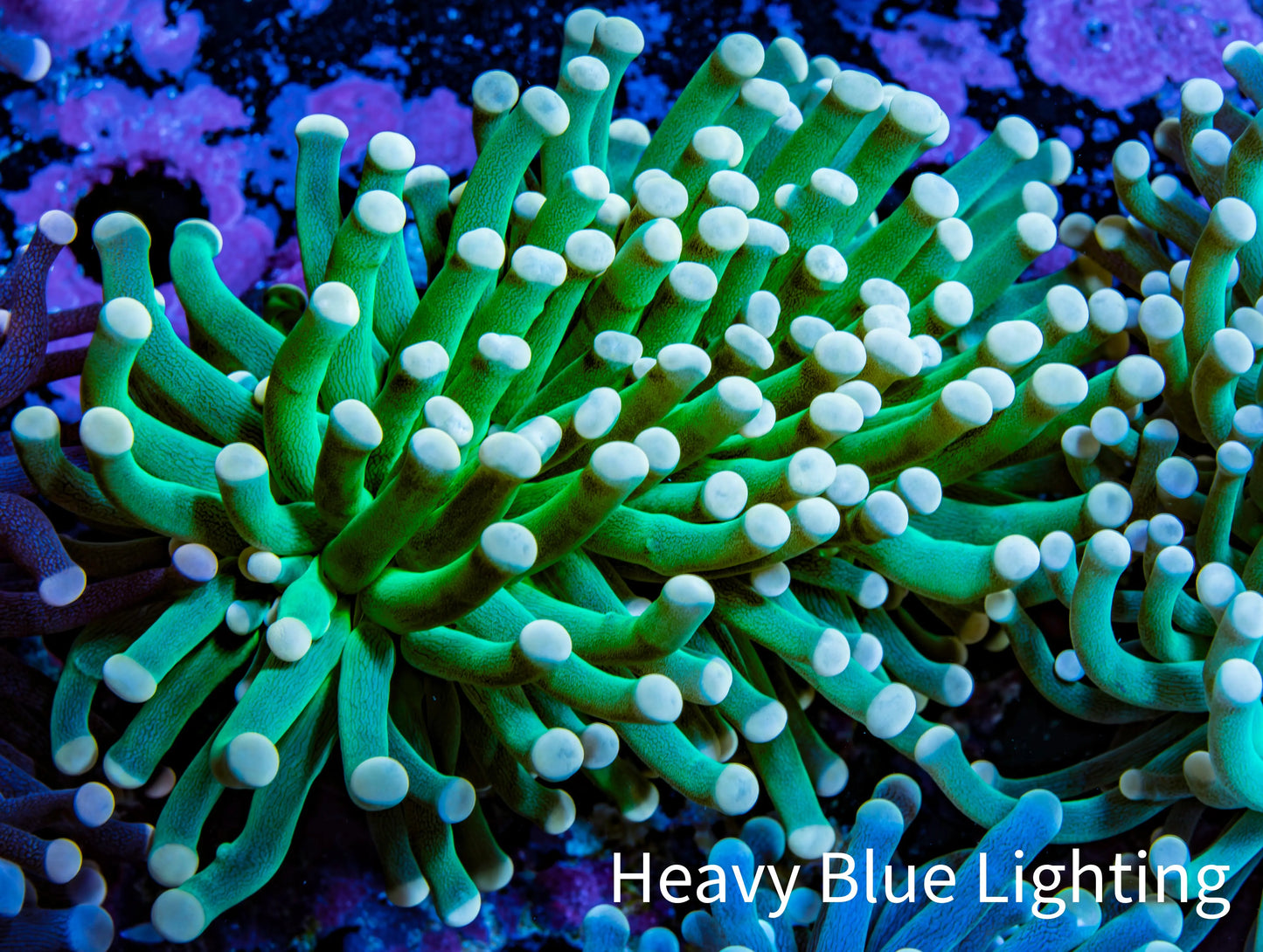 Torch Coral 6cm WYSIWYG B22R1B1 Torch Coral 6cm WYSIWYG B22R1B1 LPS Torch Coral 6cm WYSIWYG B22R1B1 Zeo Box Reef
