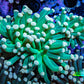 Torch Coral 6cm WYSIWYG B4R1B1 Torch Coral 6cm WYSIWYG B4R1B1 LPS Torch Coral 6cm WYSIWYG B4R1B1 Zeo Box Reef