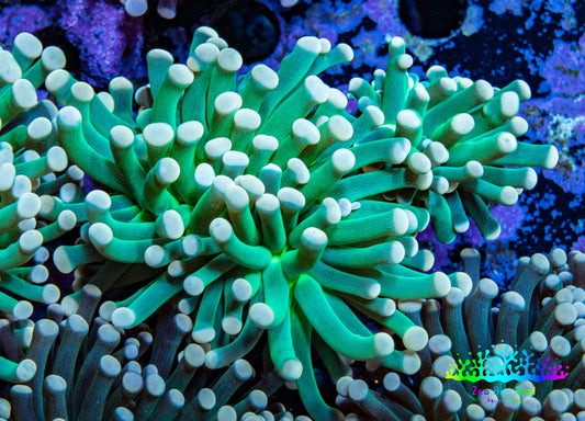 Torch Coral 6cm WYSIWYG B4R1B1 Torch Coral 6cm WYSIWYG B4R1B1 LPS Torch Coral 6cm WYSIWYG B4R1B1 Zeo Box Reef