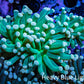 Torch Coral 6cm WYSIWYG B4R1B1 Torch Coral 6cm WYSIWYG B4R1B1 LPS Torch Coral 6cm WYSIWYG B4R1B1 Zeo Box Reef
