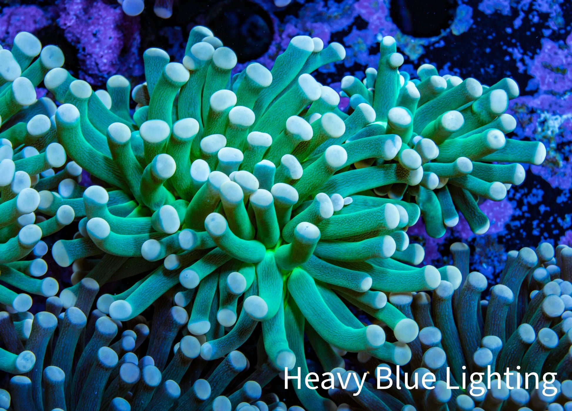 Torch Coral 6cm WYSIWYG B4R1B1 Torch Coral 6cm WYSIWYG B4R1B1 LPS Torch Coral 6cm WYSIWYG B4R1B1 Zeo Box Reef