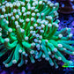 Torch Coral 6cm WYSIWYG B4R1B1 Torch Coral 6cm WYSIWYG B4R1B1 LPS Torch Coral 6cm WYSIWYG B4R1B1 Zeo Box Reef