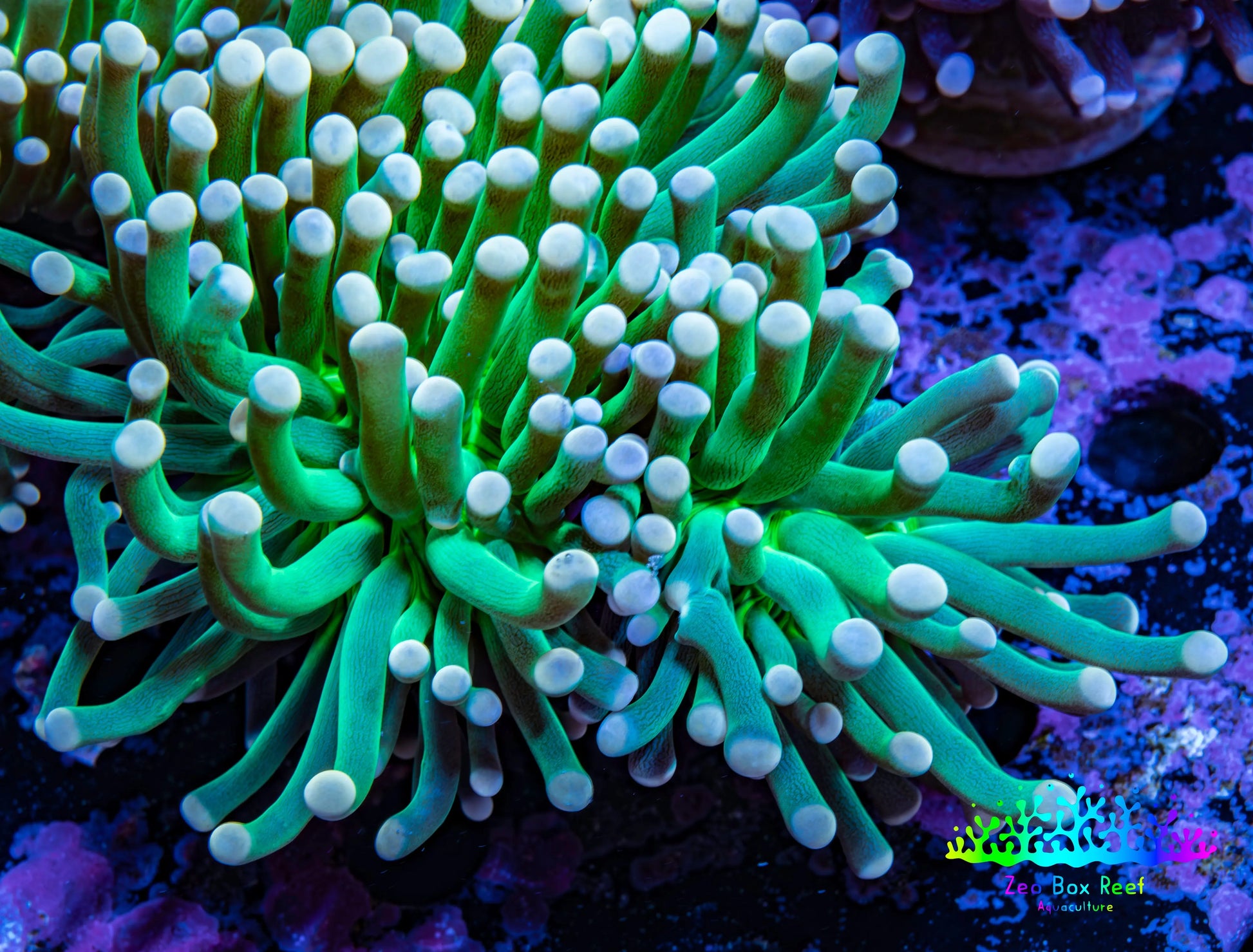 Torch Coral 6cm WYSIWYG B4R1B1 Torch Coral 6cm WYSIWYG B4R1B1 LPS Torch Coral 6cm WYSIWYG B4R1B1 Zeo Box Reef
