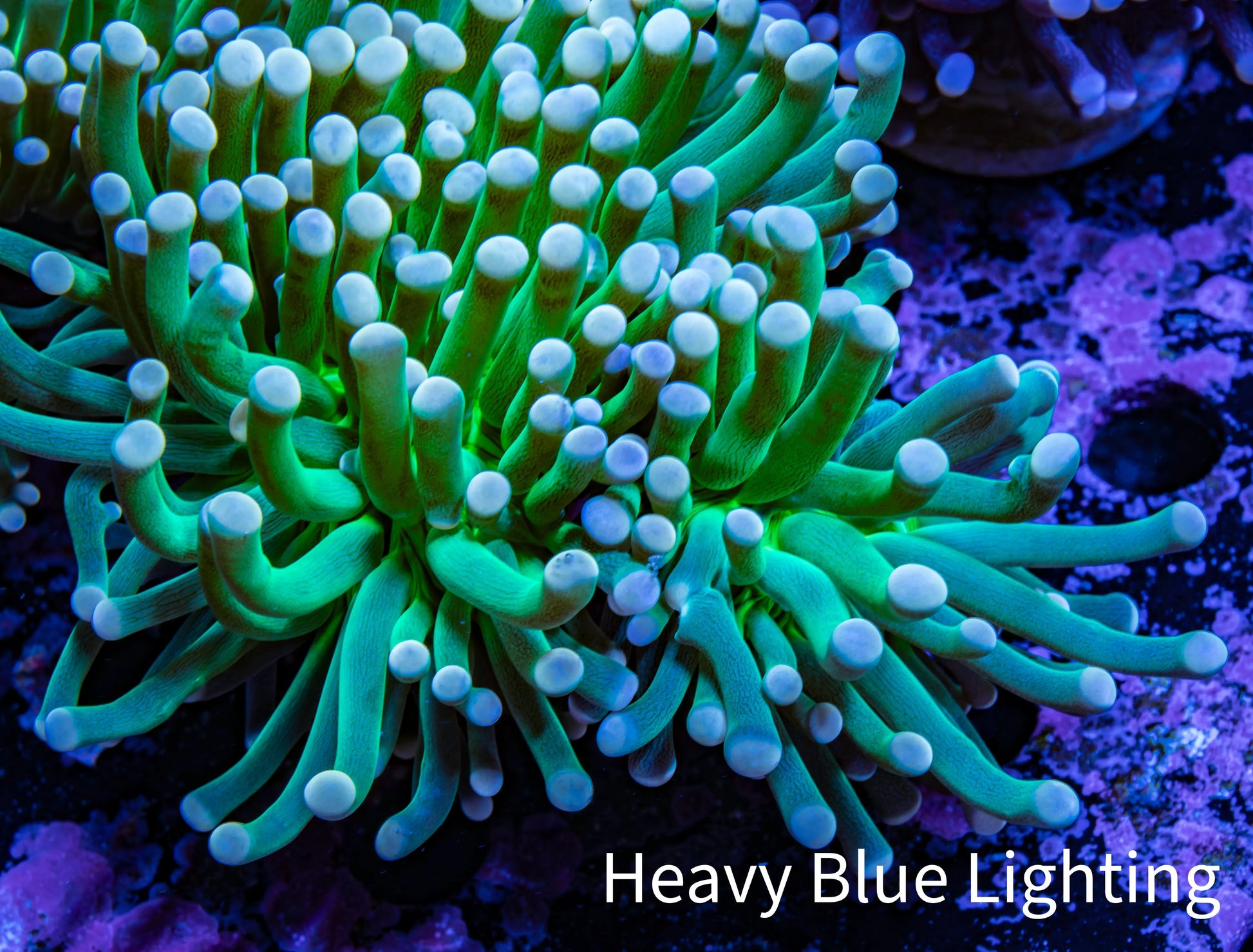Torch Coral 6cm WYSIWYG B4R1B1 Torch Coral 6cm WYSIWYG B4R1B1 LPS Torch Coral 6cm WYSIWYG B4R1B1 Zeo Box Reef